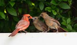 A bright red male cardinal perches on a white fence with a seed in its beak to feed one of the two brownish young cardinals waiting to be fed. They are mostly brown with hints of rust color on their body.