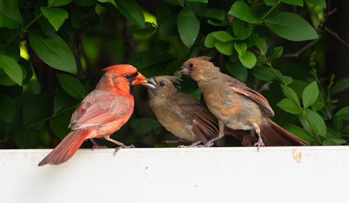 A bright red male cardinal perches on a white fence with a seed in its beak to feed one of the two brownish young cardinals waiting to be fed. They are mostly brown with hints of rust color on their body.