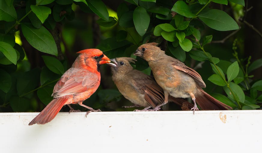 A bright red male cardinal perches on a white fence with a seed in its beak to feed one of the two brownish young cardinals waiting to be fed. They are mostly brown with hints of rust color on their body.
