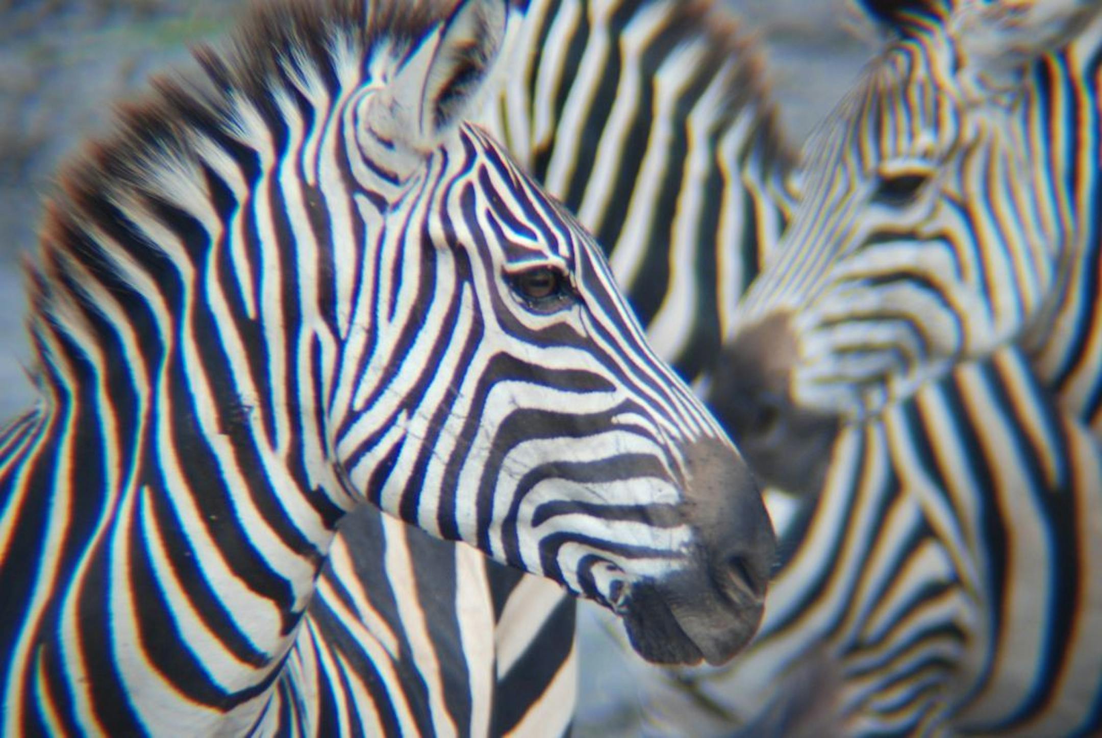 Photographer: Josh Zoellmer of Richfield. The scene: Zoellmer and his younger brother, Jordan, were the lucky beneficiaries of their grandmother's invitation to a two-week safari to Tanzania in June 2009. Josh took this photo of zebras in Tarangire National Park, saying by e-mail: "We saw hundreds of zebra on our trip; so many that by the end we rarely got excited to see them. Yet this picture renews my appreciation for zebra, and nature in general, every time I see it." He said that, from a you