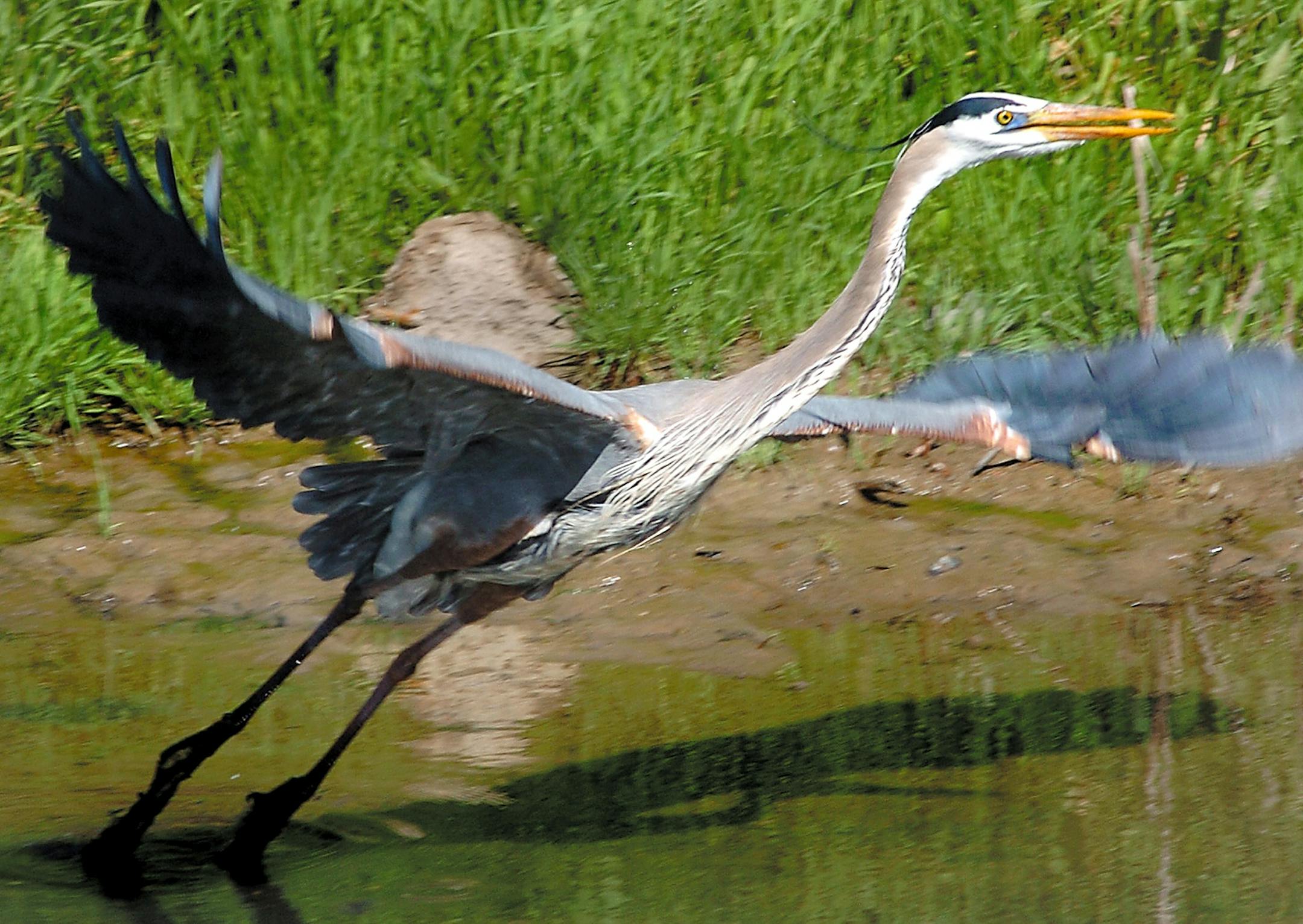 A great blue heron leaves its fishing spot. It forages along the edges of rivers, lakes and marshes.