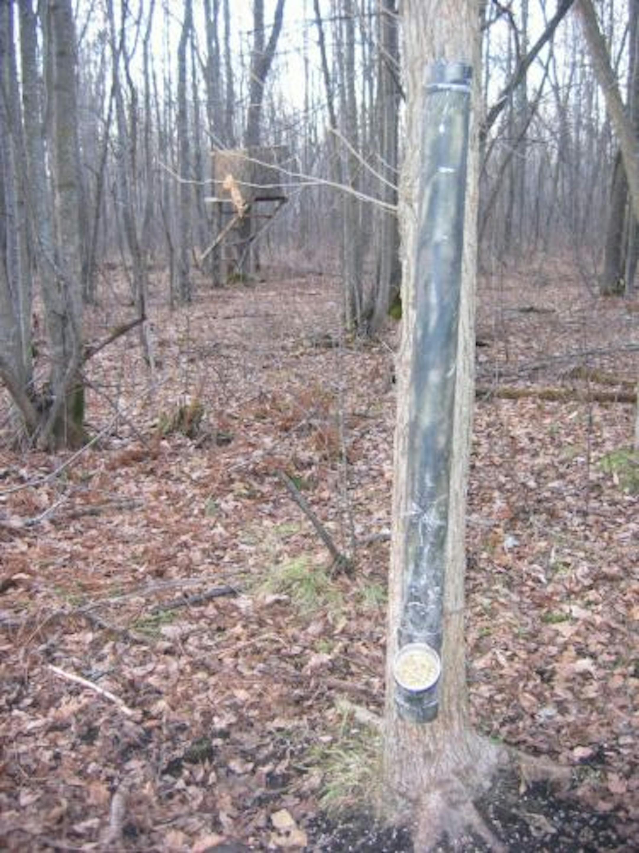 Two hunters were cited after a plastic tube filled with corn was found camouflaged and strapped to a tree near a deer stand. Their firearms also were confiscated, said officer Tim Collette of Crow Wing County.