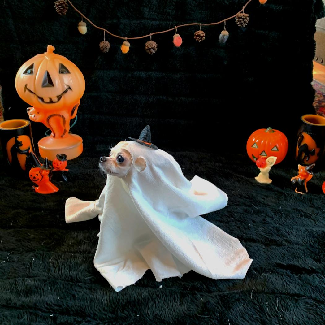 Runner up Tippi as a ghost.