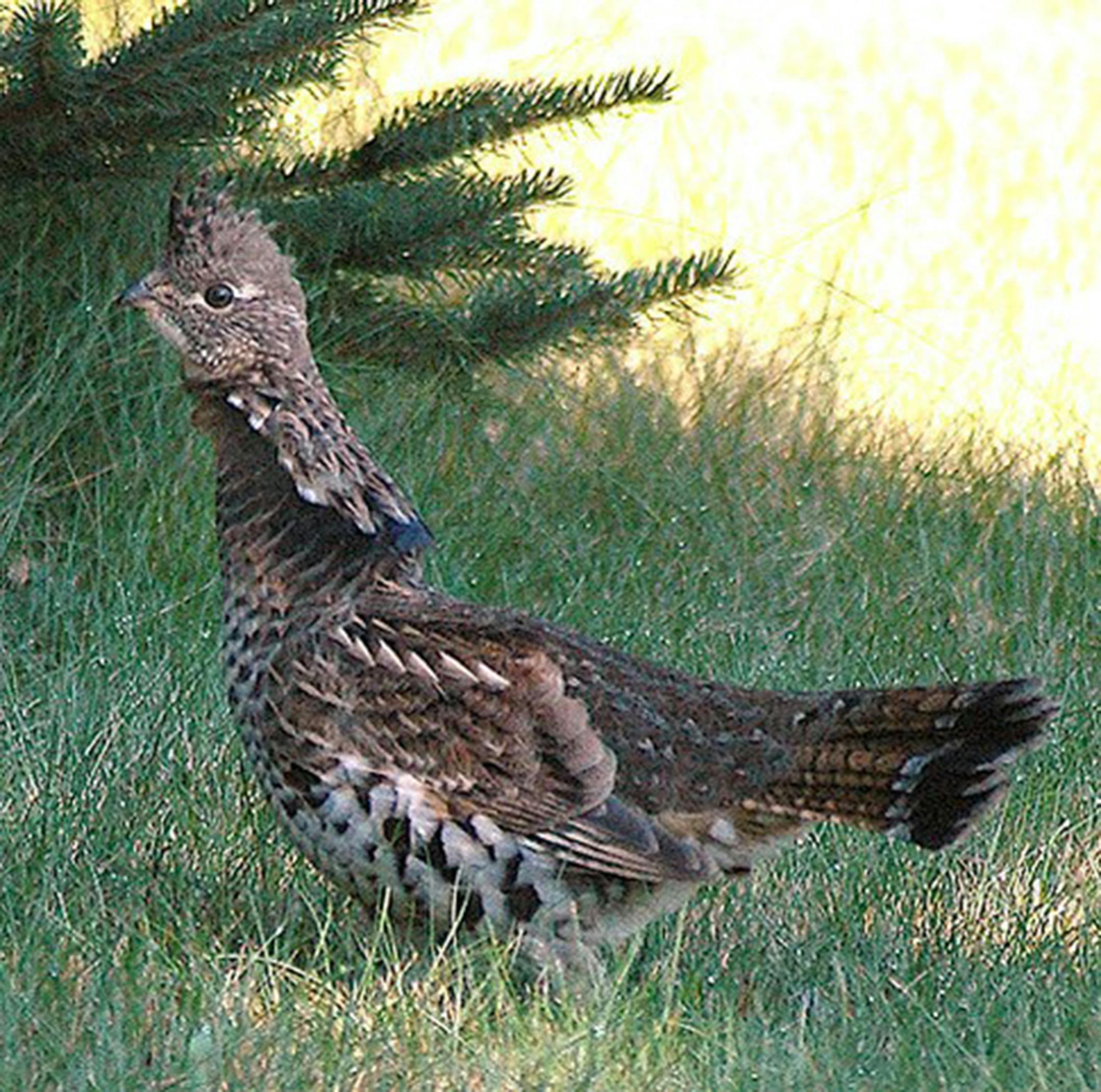 Ruffed grouse. Photo by Jim Williams