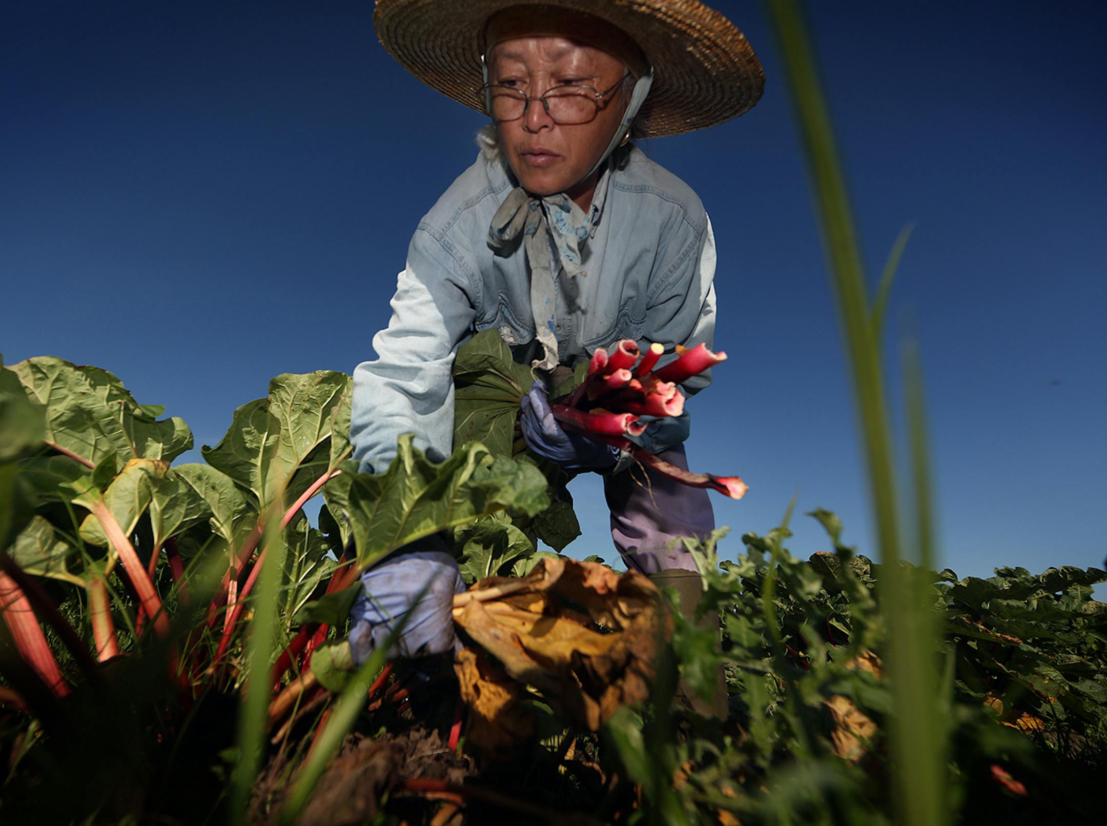 Phua Thao harvested rhubarb on the family farm in Spring Valley, WI.
