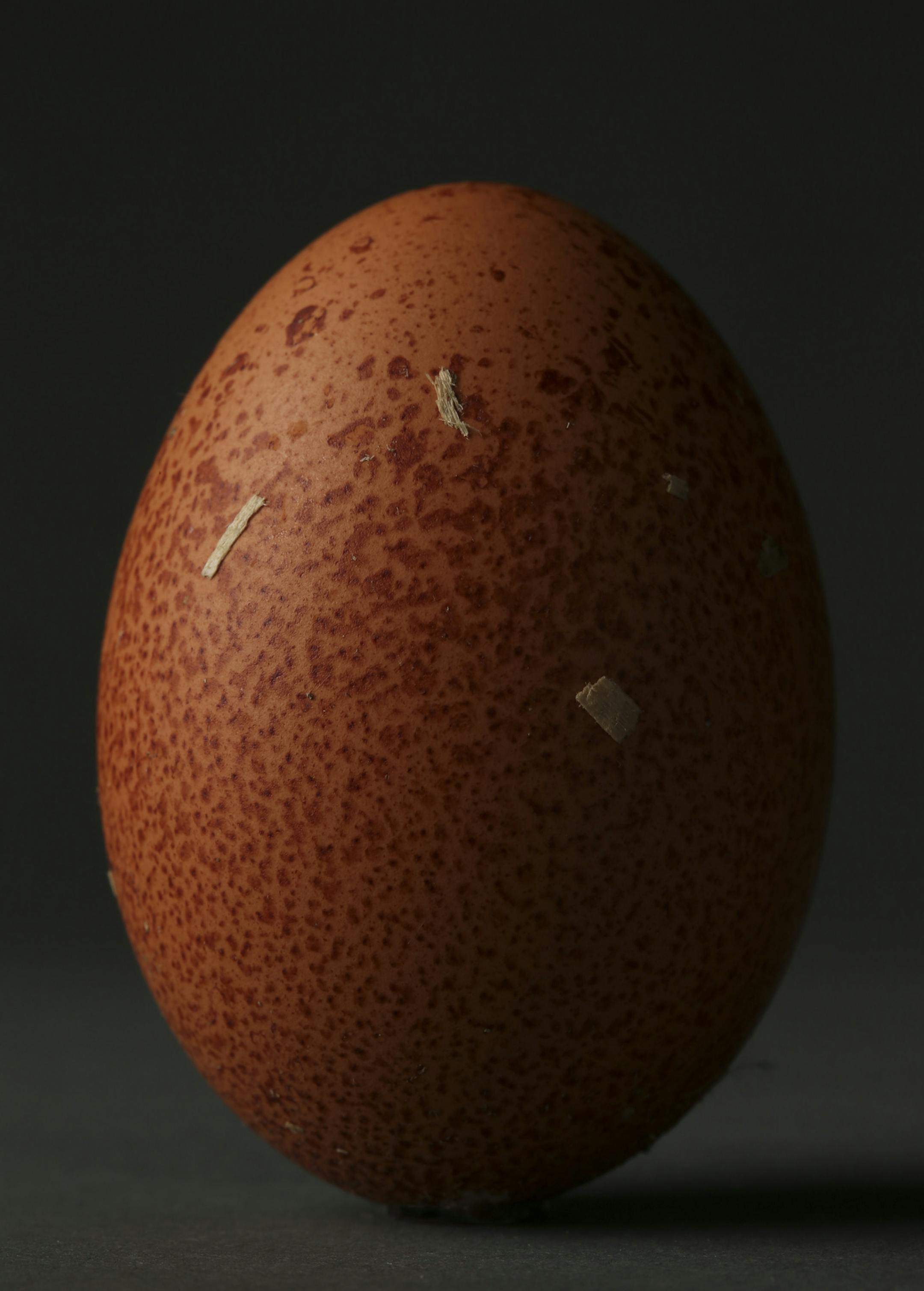 An speckled brown egg from a Cuckoo Maran kept in the backyard coop of Dan Brady and his neighbors in Northeast Minneapolis.
