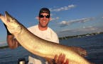 This 49.5-inch muskie was caught in Lake Minnetonka, a scene muskie advocates would like to see repeated in more lakes statewide. But the idea is meet