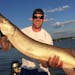 This 49.5-inch muskie was caught in Lake Minnetonka, a scene muskie advocates would like to see repeated in more lakes statewide. But the idea is meet