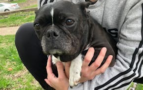 A woman whose dog was stolen from her while on a walk in St. Paul is shown with her beloved pet, reunited  two days later.