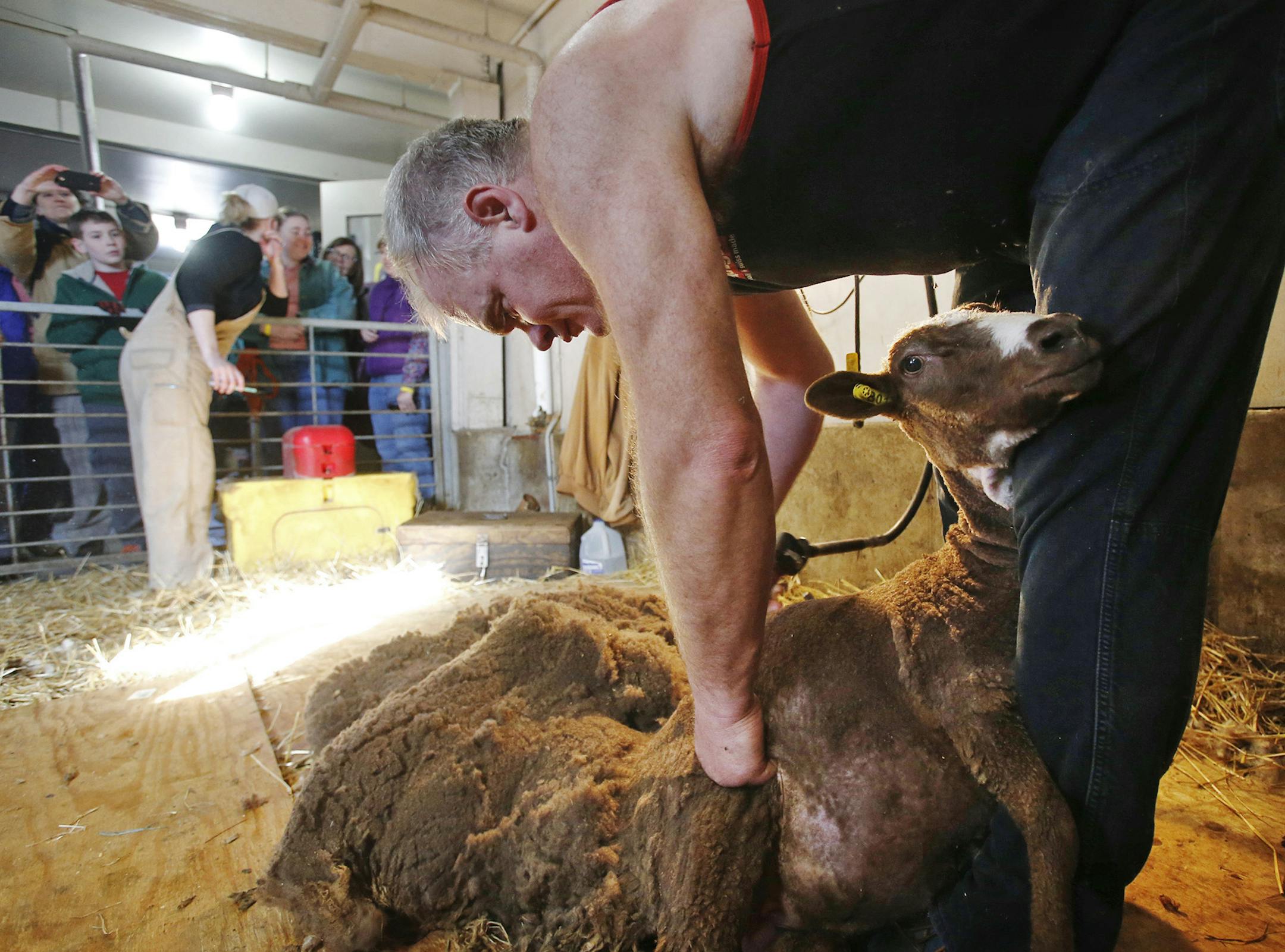 The annual sheep shearing at Gale Woods Farm, part of the Three Rivers Park District, Saturday, March 14, 2015, in Minnetrista, MN. Here, sheep shearer Doug Rathke of Hutchinson shears a ewe. Rathke, who sheared 259 sheep yesterday, said it is a demanding profession and in an hour he expends as much energy as a person running for eight hours.](DAVID JOLES/STARTRIBUNE)djoles@startribune.com Watch the annual sheep shearing. Meet the sheep and learn how wool is processed from sheep to sweater throu
