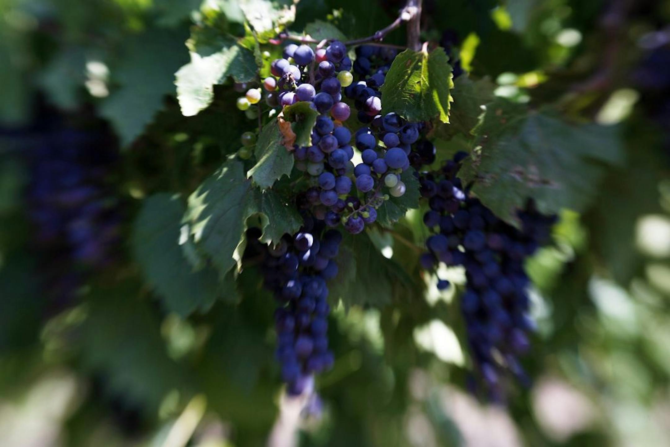 Grapes from the Alexis Bailly Vineyard