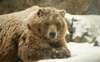 One of the brown bears in the Russia's Grizzly Coast exhibit at the Minnesota Zoo lounged outdoors in the falling snow Monday afternoon. ] JEFF WHEELE