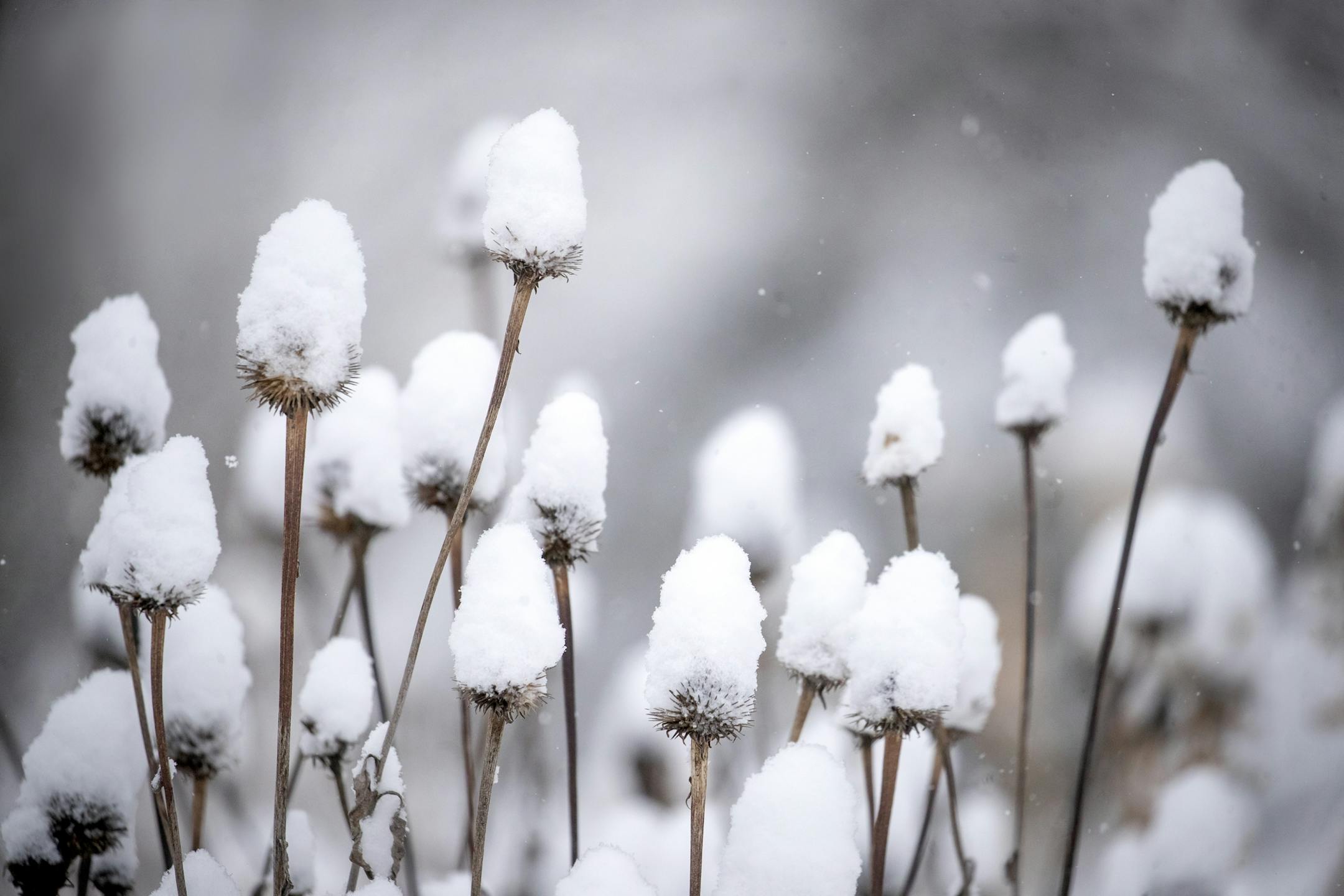 Snow falls onto all sorts of vegetation near Mississippi Blvd., Tuesday, February 12, 2019 in St. Paul, MN.