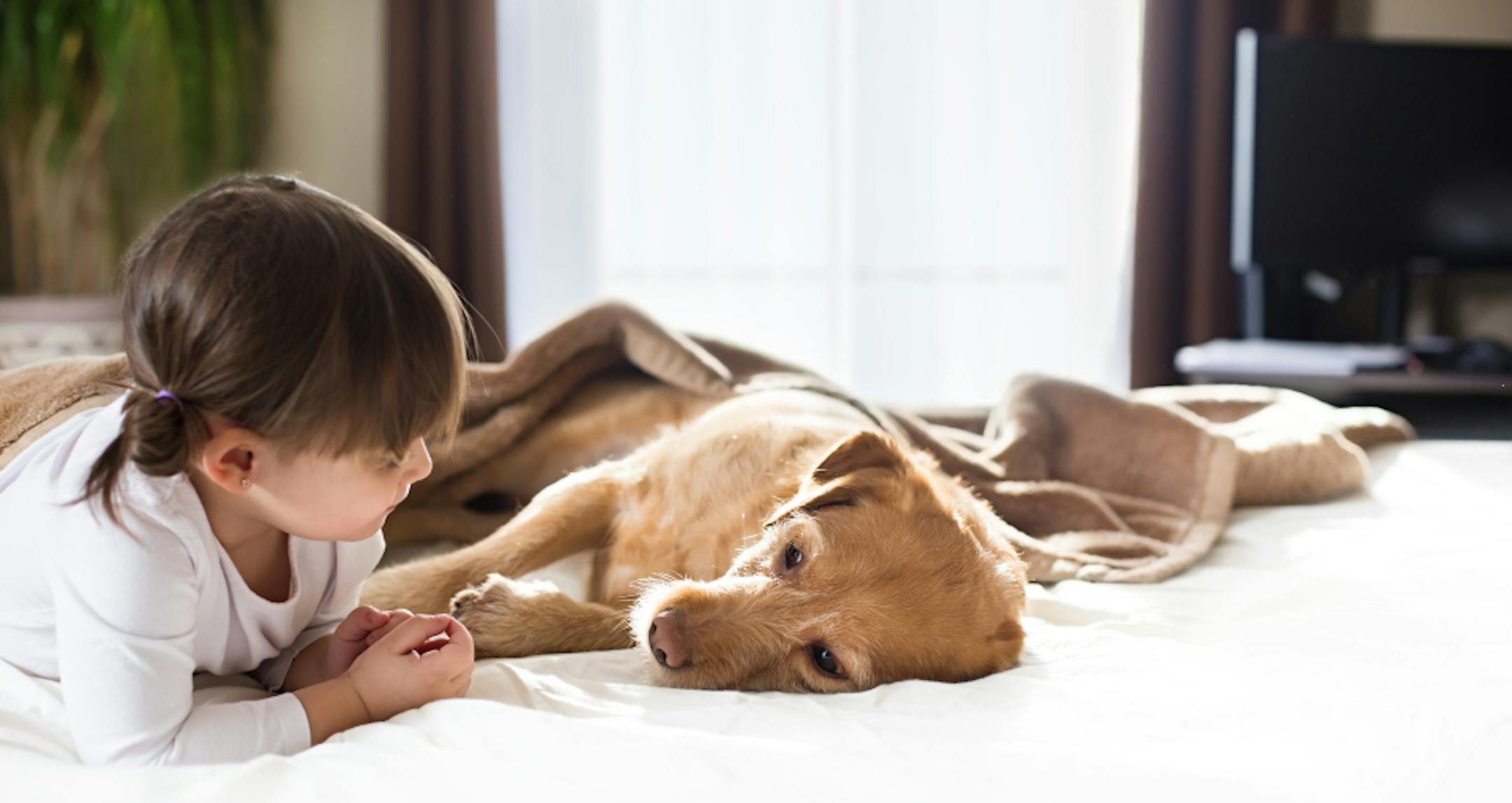 Teach kids to respect your animal's space. (iStock photo / Getty Images)