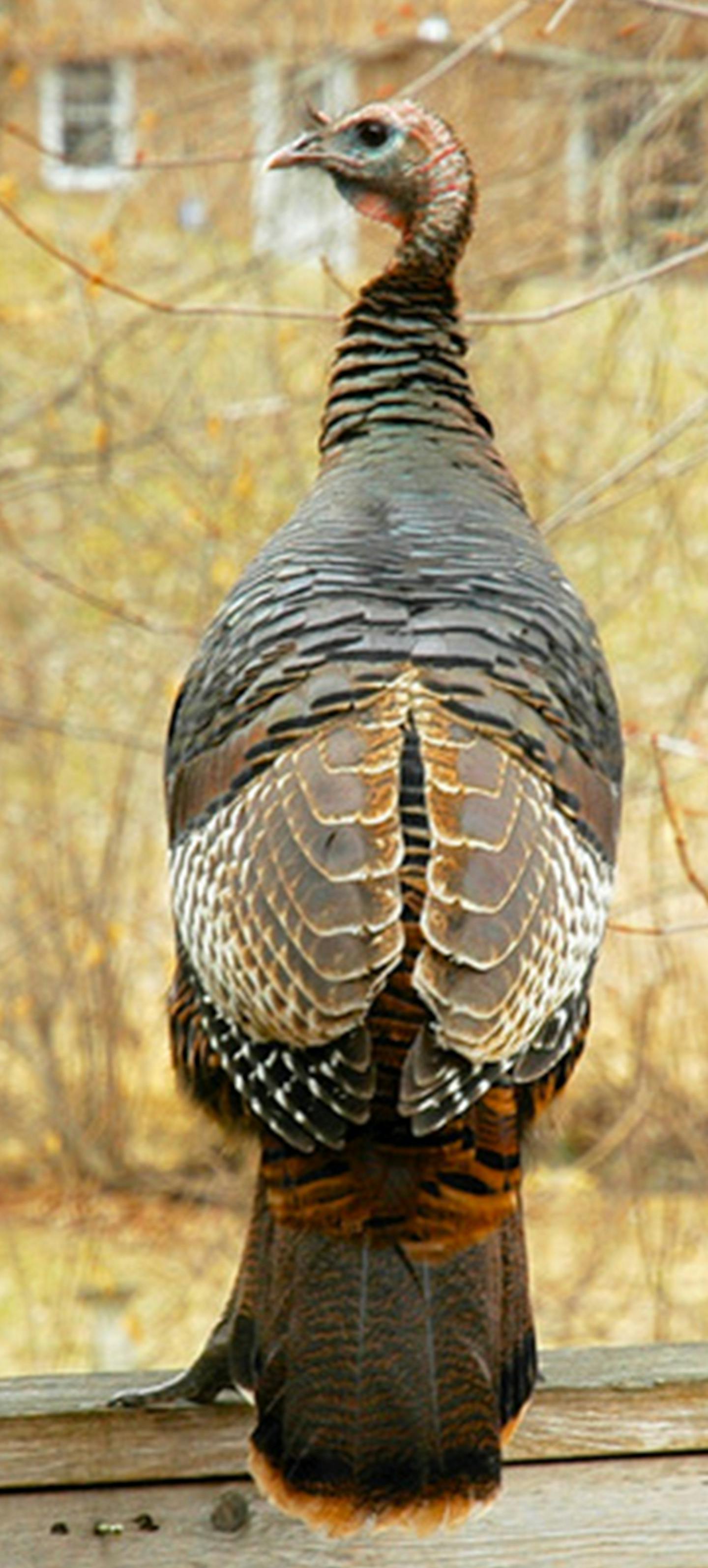 Jim Williams
A wild turkey makes itself at home on a backyard deck.