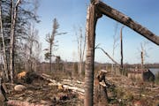 As many as 48 million trees were lost in the blowdown, from BWCA storm on July 4, 1999.  Author Cary J. Griffith revisits it in "Gunflint Falling." (T