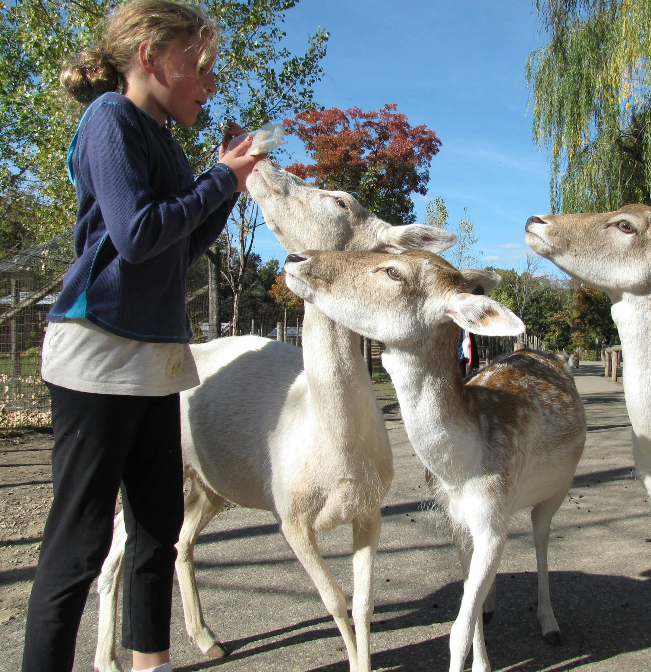 Wisconsin Dells Deer Park. Photo by Lisa Meyers McClintick