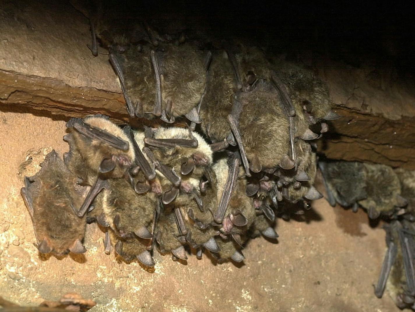 Little brown bats roost in the protected shafts of the Soudan Underground Mine in Soudan, Minn.