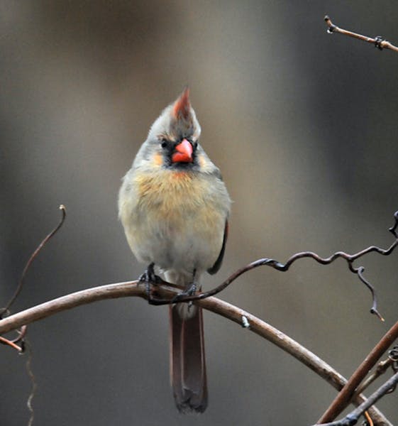 A female cardinal, with its distinctive olive-brown coloring.