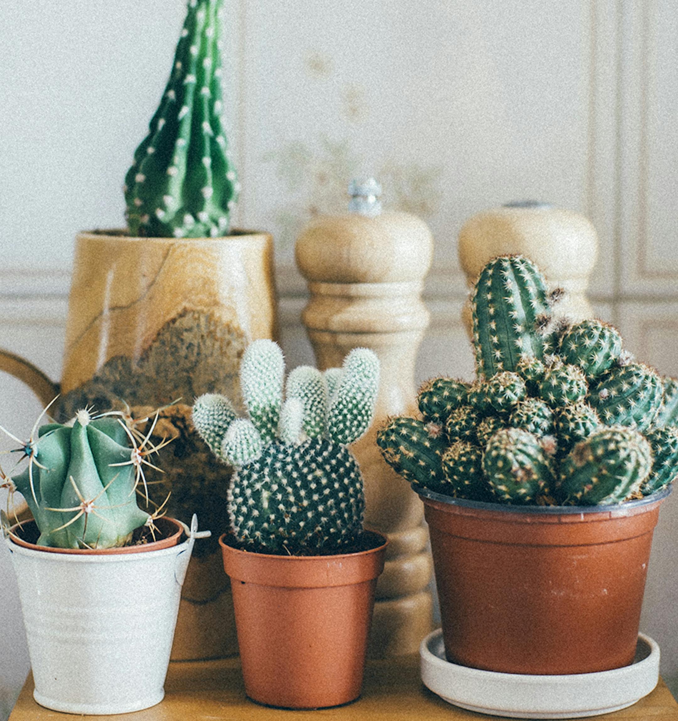 Small Cactus Plants in a Pot on wooden table