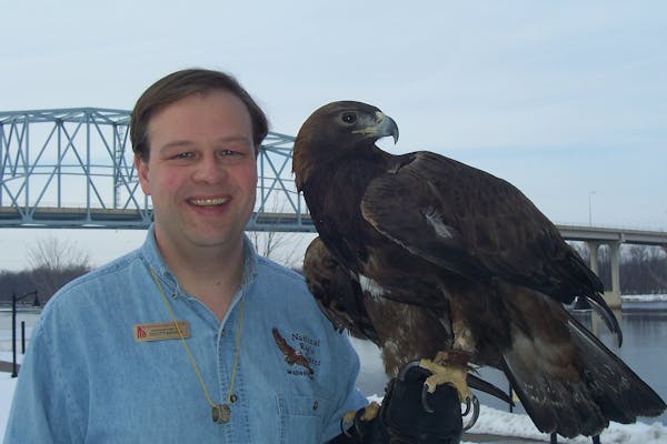 Scott Mehus, education director at the National Eagle Center, with a teaching bird, Donald the Golden Eagle.