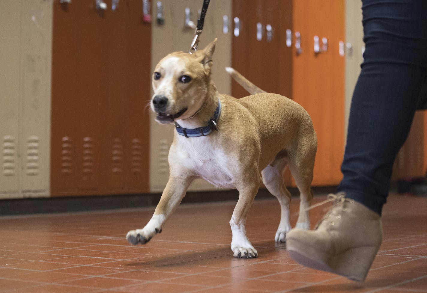 Wally walked through the hallways at Opportunity Partners in Minnetonka.