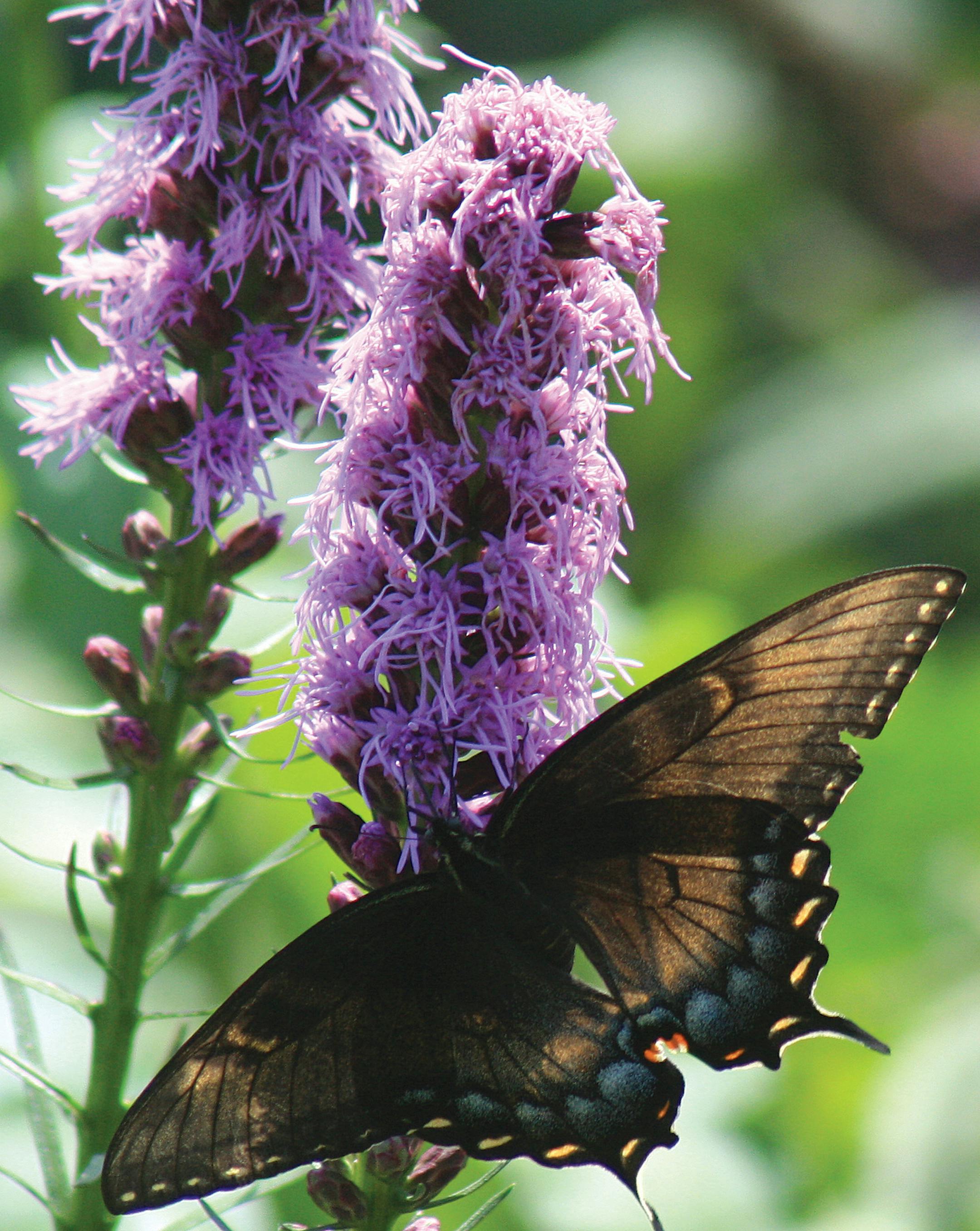 Whenever possible, plant native. The purple spikes of blazing star (liatris) are magnets for bees and butterflies. This plant is native to the 48 states in the contiguous U.S. (Midwest Groundcovers/Handout)