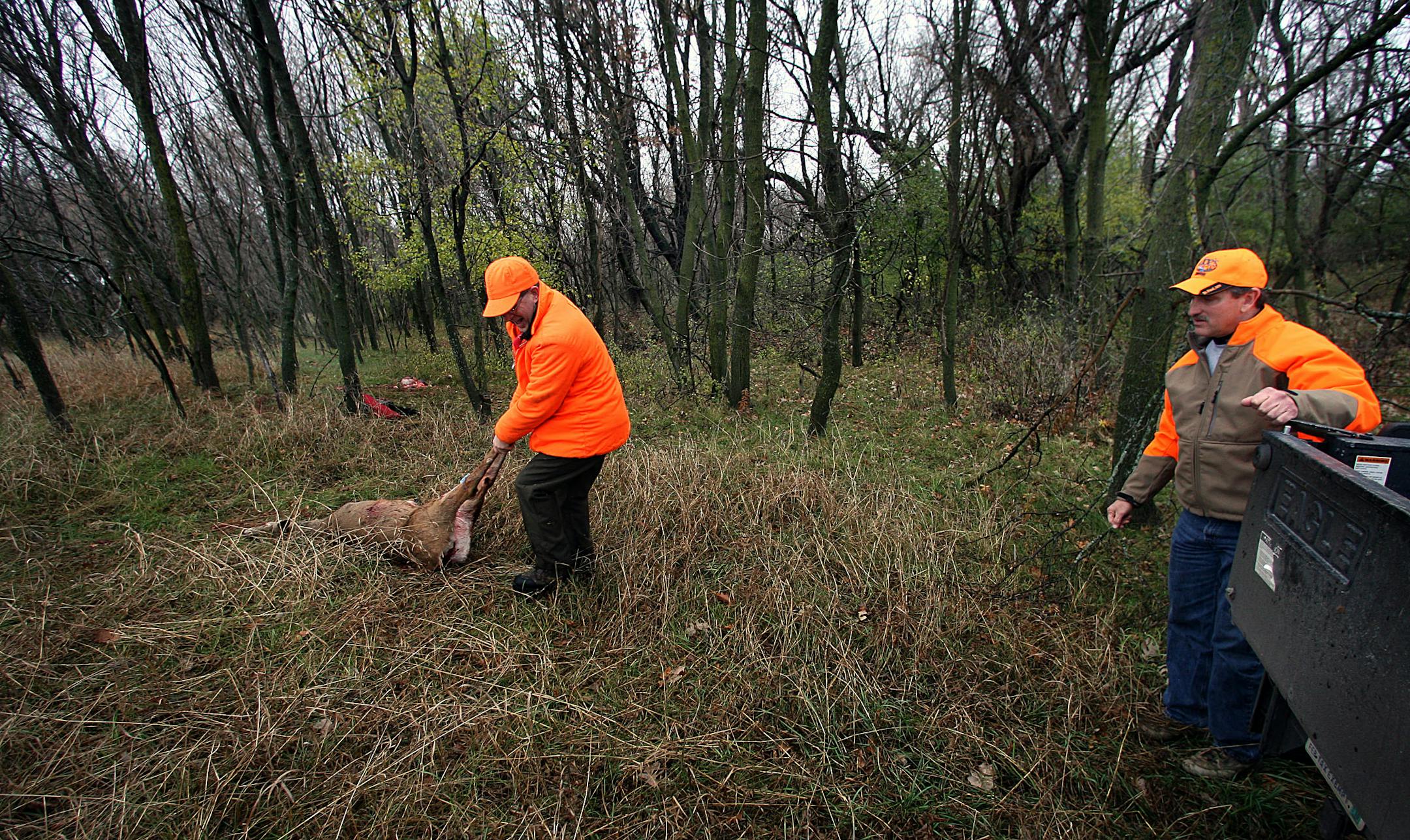 Hunter Glenn Bedard, 55, Woodbury, dragged a doe he shot toward a truck at the Lake Elmo Park Reserve, where Washington County Parks manager Mike Polehna (right) was waiting to assist. Bedard was one of nearly fifty hunters on the day who were participating in a special "earn a buck" hunt designed to thin the herd at the Reserve. Hunters were required to first kill an antlerless deer before being allowed to take a buck.