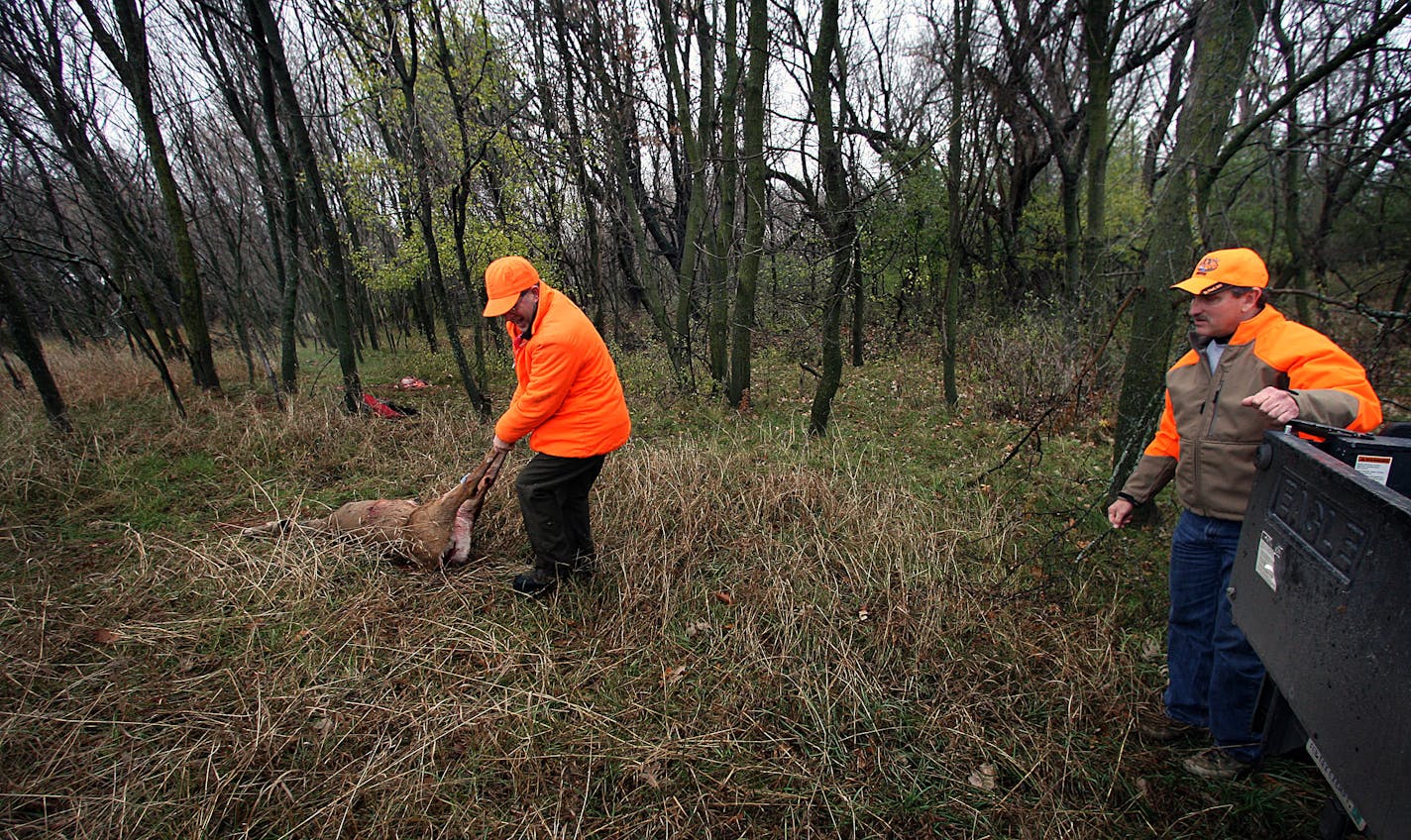 Hunter Glenn Bedard, 55, Woodbury, dragged a doe he shot toward a truck at the Lake Elmo Park Reserve, where Washington County Parks manager Mike Polehna (right) was waiting to assist. Bedard was one of nearly fifty hunters on the day who were participating in a special "earn a buck" hunt designed to thin the herd at the Reserve. Hunters were required to first kill an antlerless deer before being allowed to take a buck.