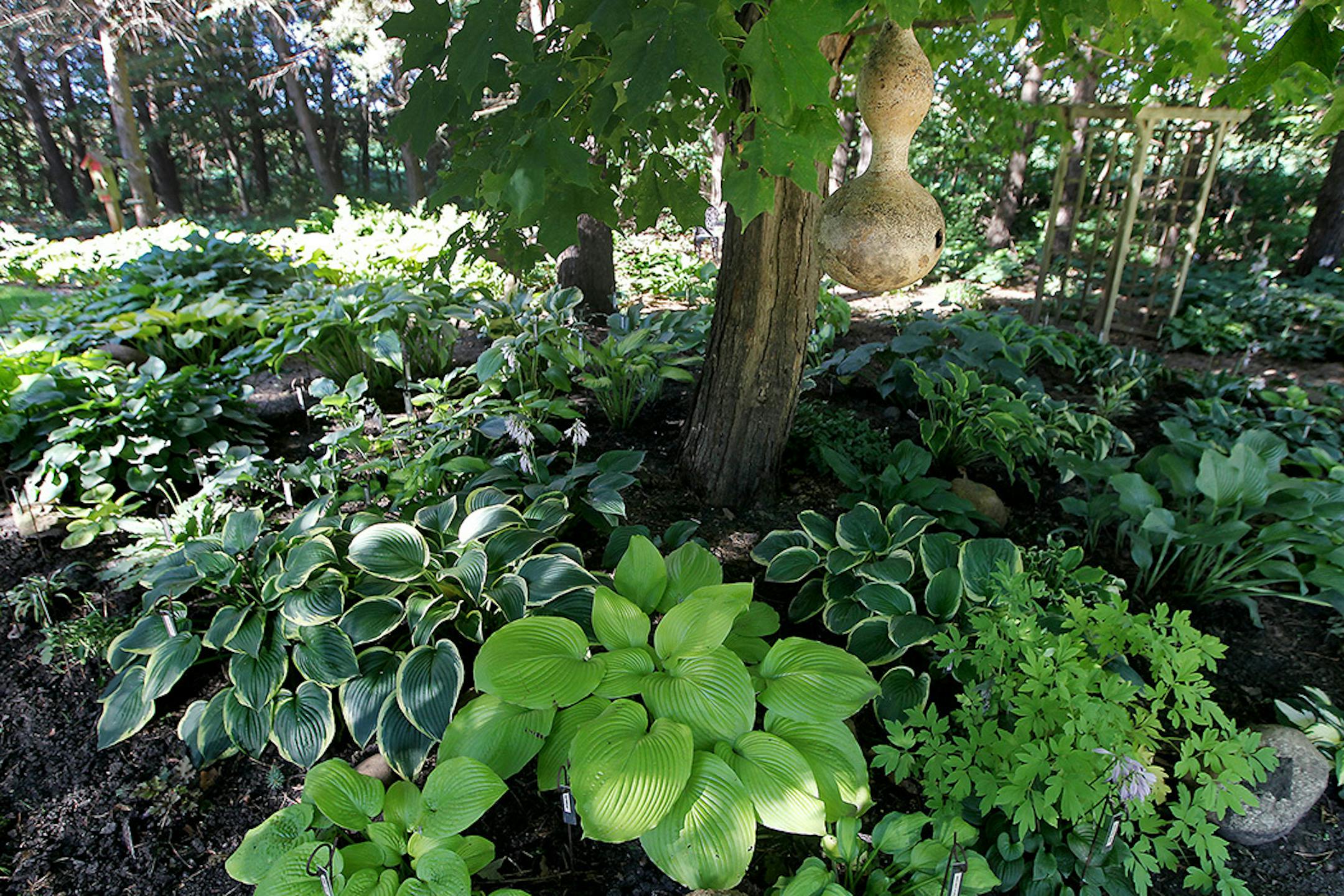 Kathy and Mike Pedersen's garden in Shakopee.