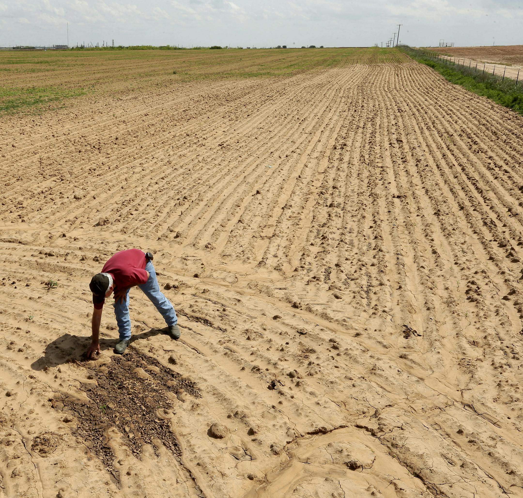 ADVANCE FOR USE TUESDAY, SEPT. 8, 2015 AND THEREAFTER - In this April 22, 2015 photo, Don Stoker looks over land that was damaged by an oilfield wastewater spill near Snyder, Texas. A pipeline joint failure in November 2012 spilled saltwater that left several acres of his farm barren and killed a stand of hackberry trees. Concentrated brine, much saltier than seawater, exists naturally in rock formations thousands of feet underground, a remnant of prehistoric oceans. (AP Photo/Charlie Riedel)