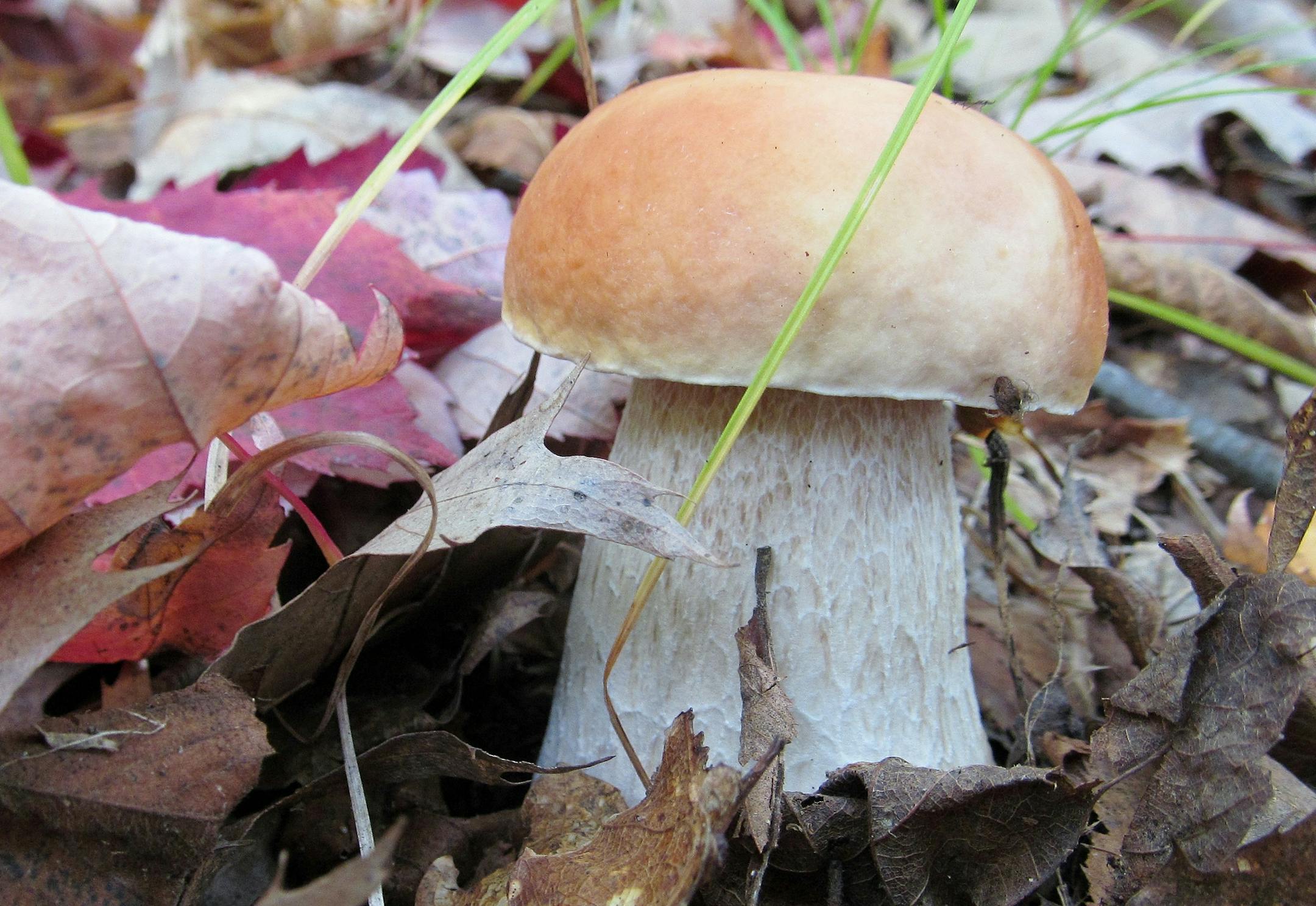 A porcini mushroom Photo by Mike Kempenich