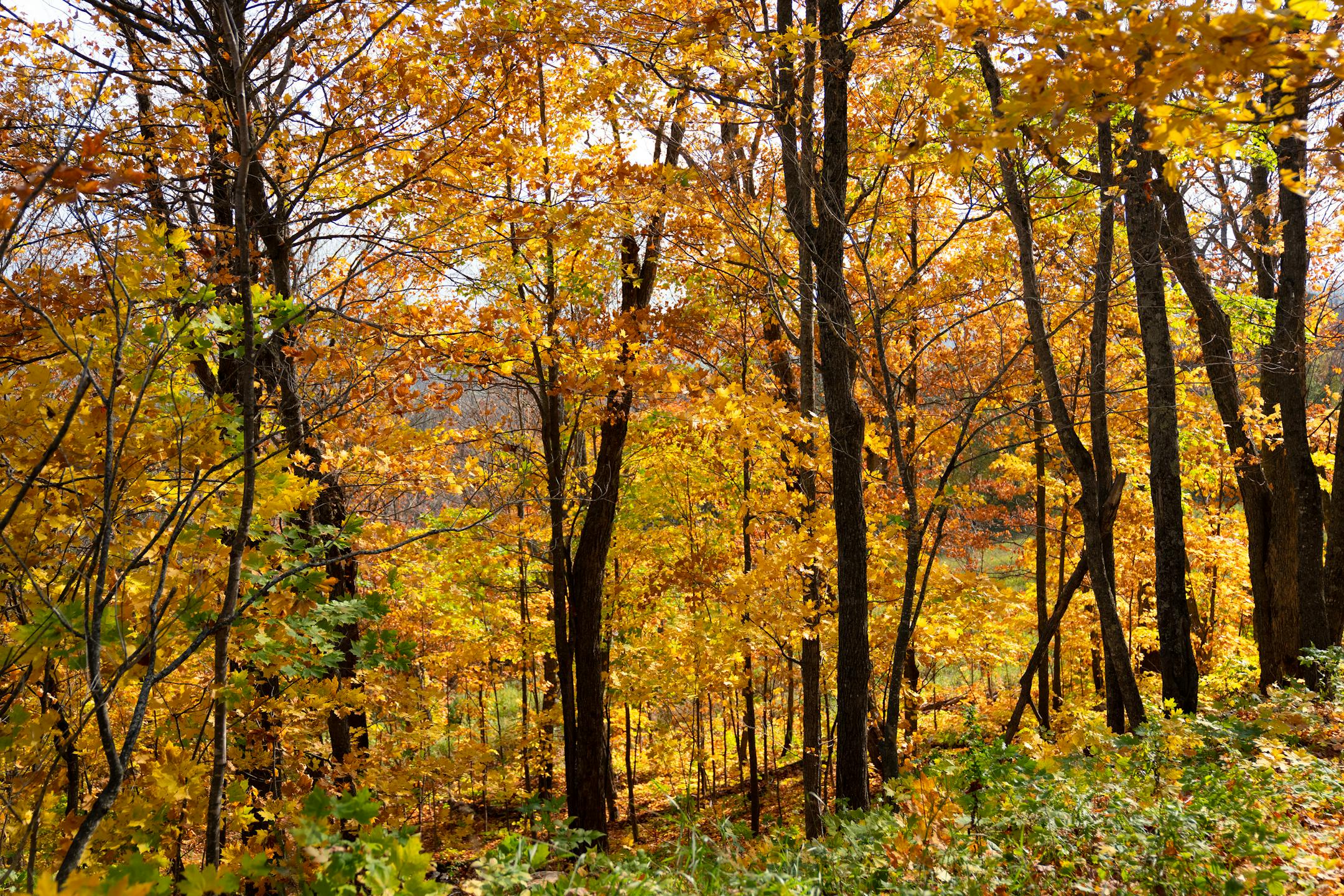 Yellow and orange autumn colors cover the trees in the Lutsen Mountains Tuesday, Oct. 3, 2023, in Lutsen, Minn.