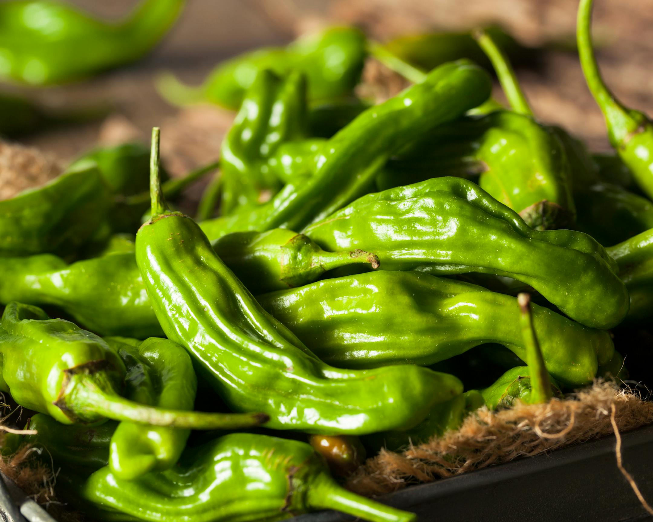 Raw Organic Green Shishito Peppers Ready to Cook With