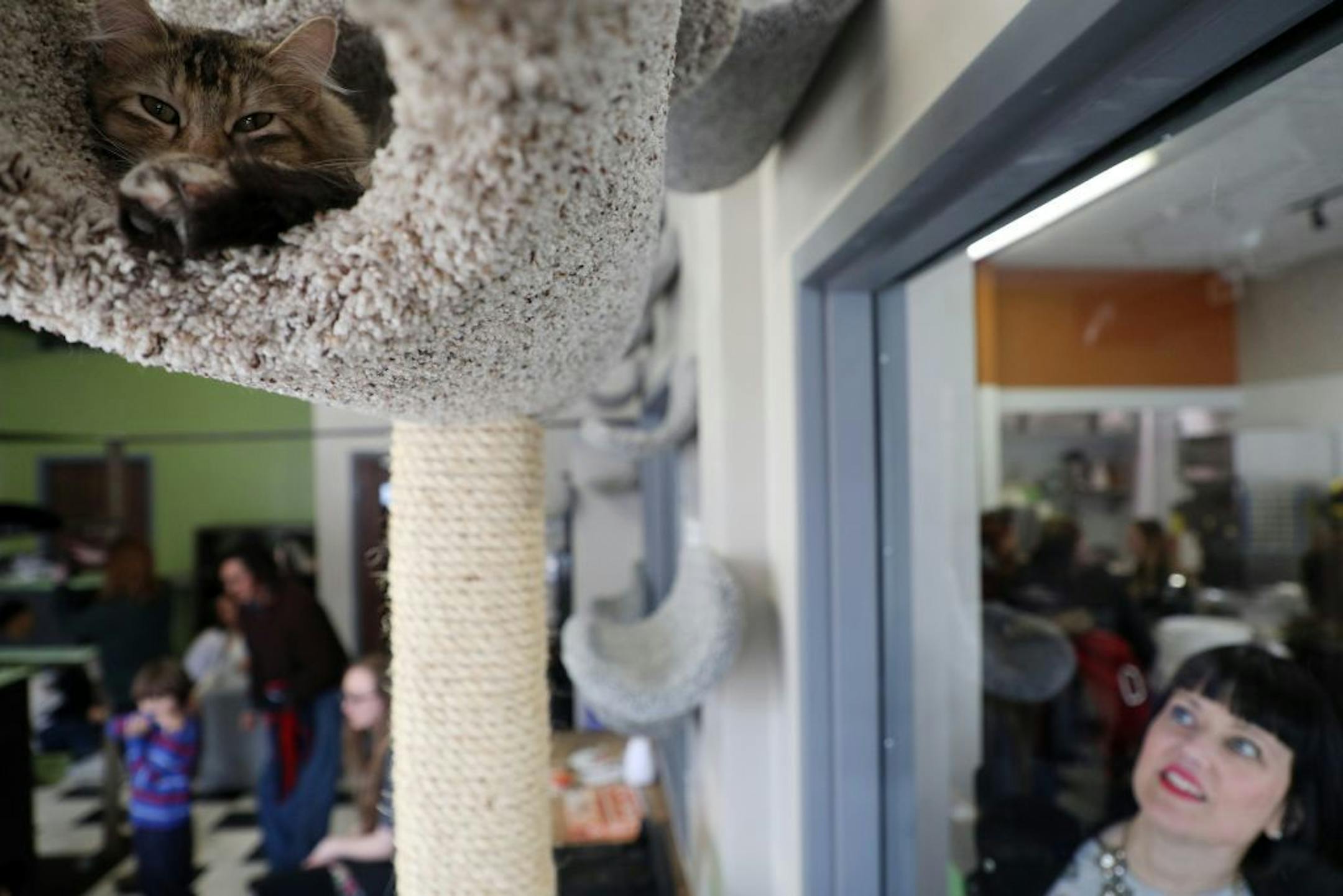 Thea the cat slept high on a perch out of reach of guests Friday afternoon at The Cafe Meow.
