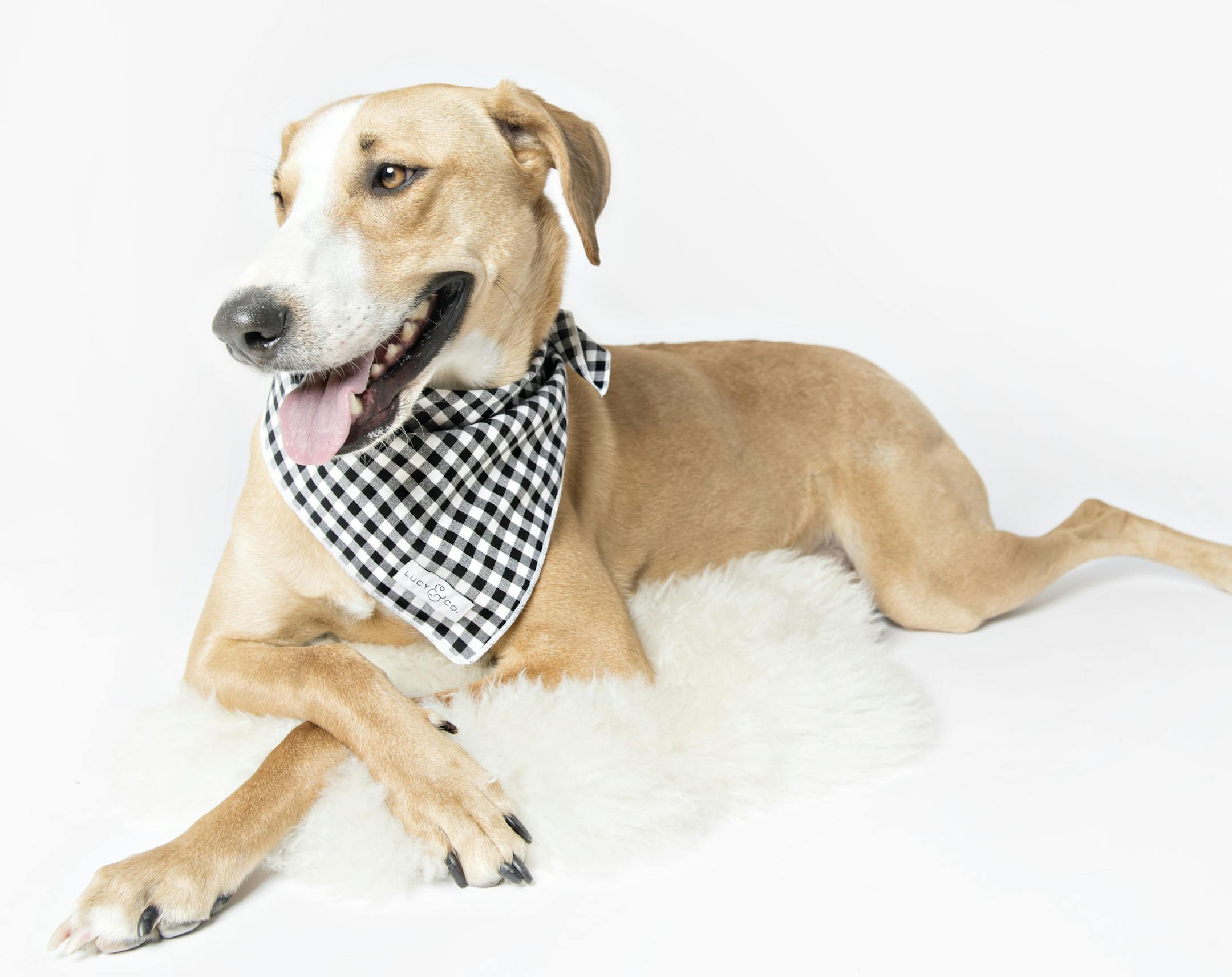 The friendly Fynn is a two-year-old hound mix from Arkansas handled by Wags & Whiskers.
