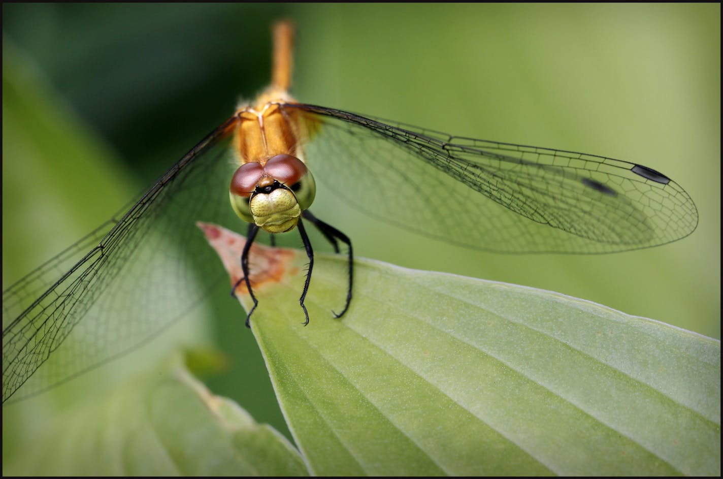 In training, Regina Marie Williams shares the emotions and desires of learning how to photograph things that she see in her neighborhood. From her point of view it's more than just pointing the camera. The golden Dragonfly (1in) on the liatris flower tip and small hosta, posed for me, giving me every angle to photograph, tilting its head this way and that, batting its eyes. I&#x2019;d never seen a bug this close before. It was so detailed. I was fascinated and amazed. This was one of the most ex