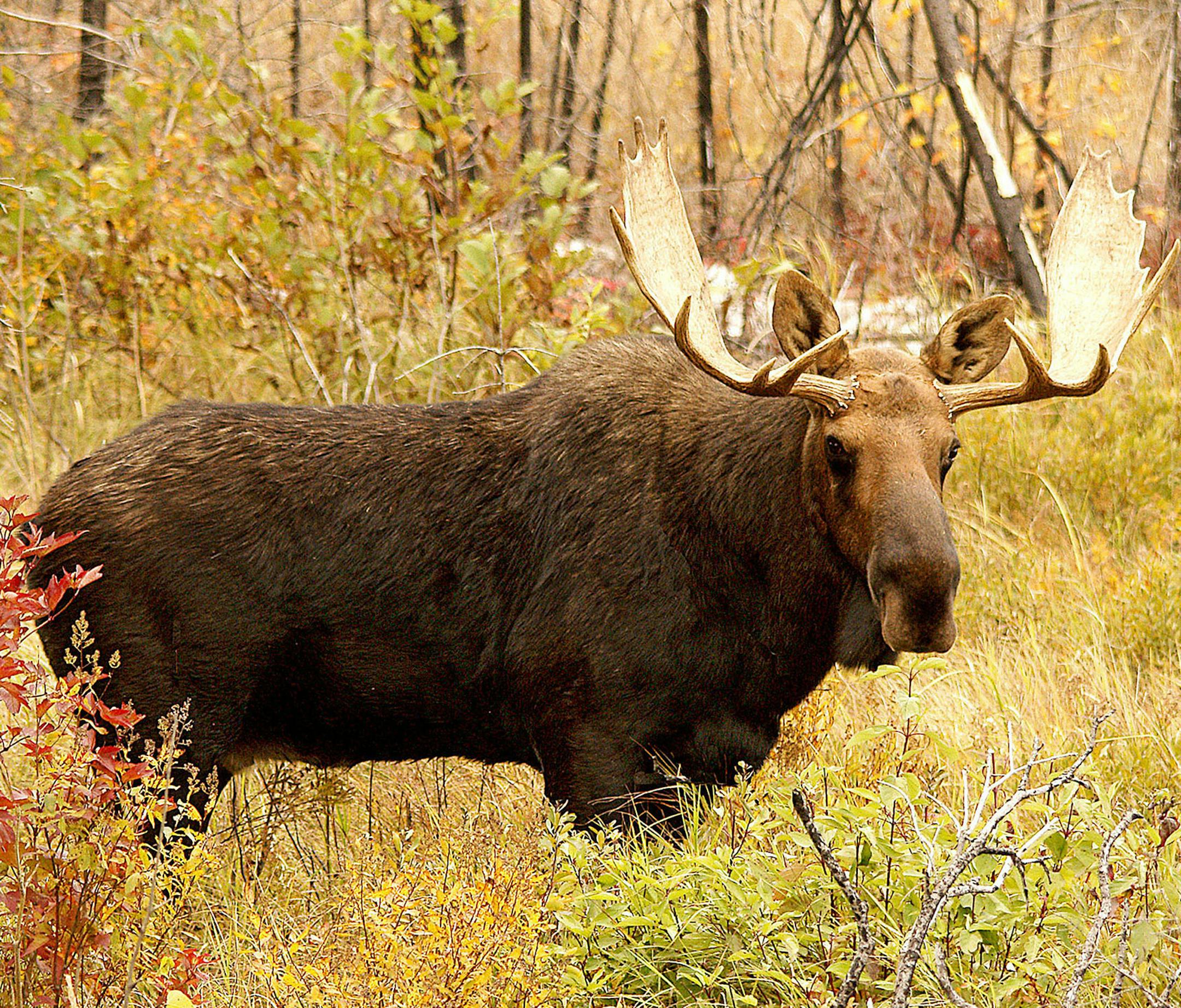 The moose population in Minnesota is on a downward trend.