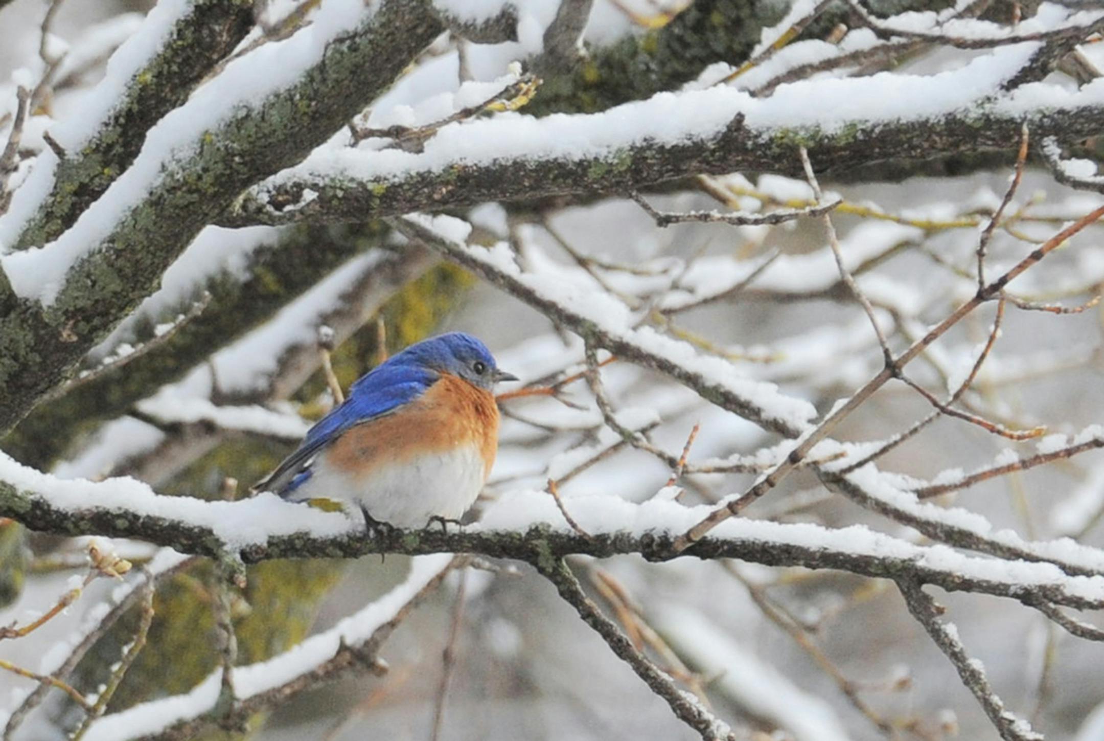 A male bluebird surveys a snowy landscape in his search for fruit and berries.
credit: Jim Williams