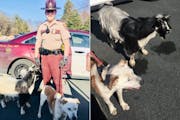 Officers respond to a goat and dog taking a stroll on a Twin Cities highway
