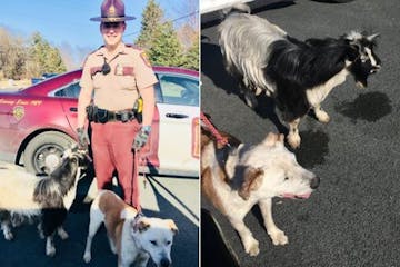 Officers respond to a goat and dog taking a stroll on a Twin Cities highway