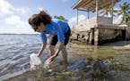 In this, Tuesday, Feb. 7, 2017 photo, Sarah Egner, director of curriculum development at Marinelab in Key Largo, Fla., takes a water sample to check f