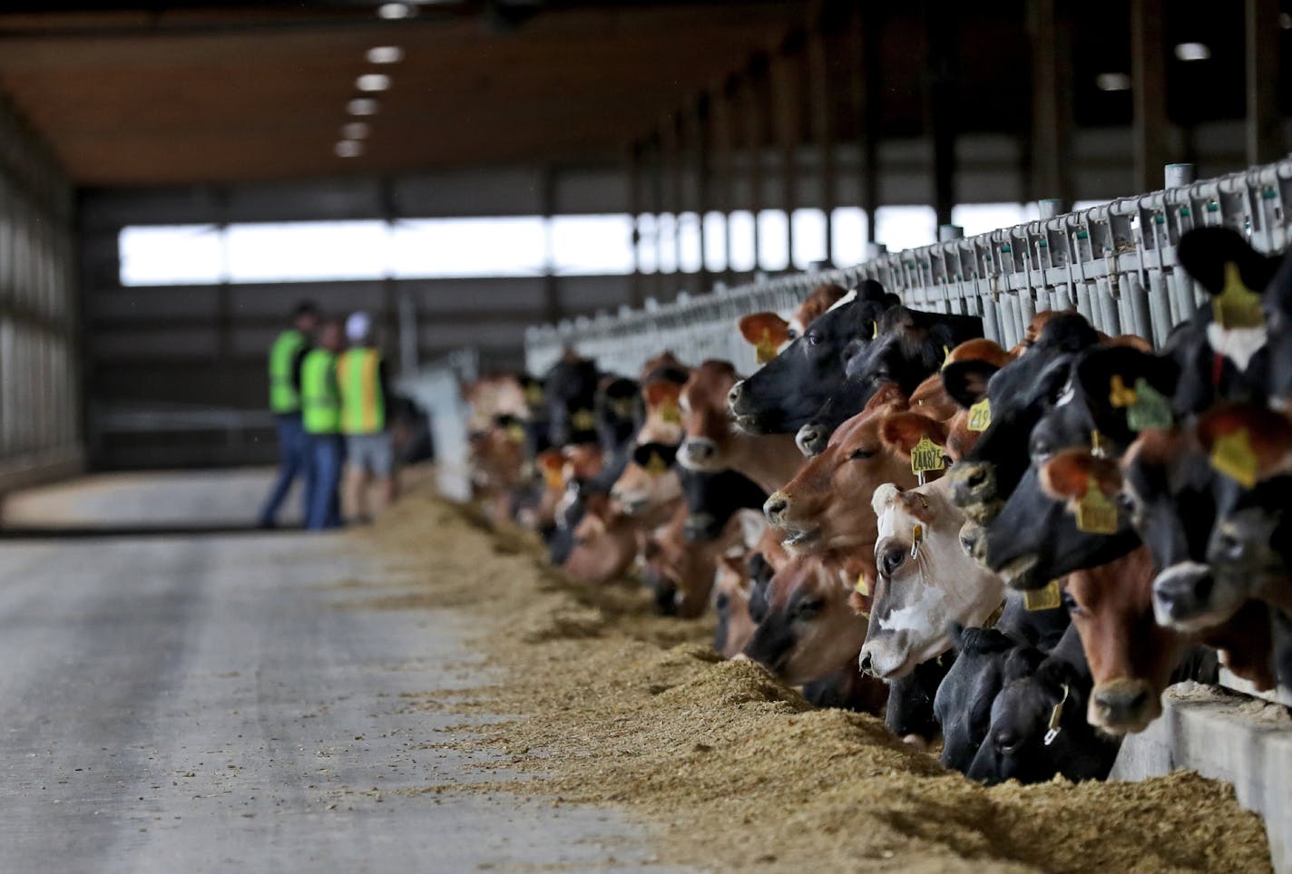 New USDA data shows that the rate of small dairies that are closing is accelerating -- but so is production of milk. That's one effect of the growth of large dairies like this one operated by Riverview LLP near Murdock, Minn.