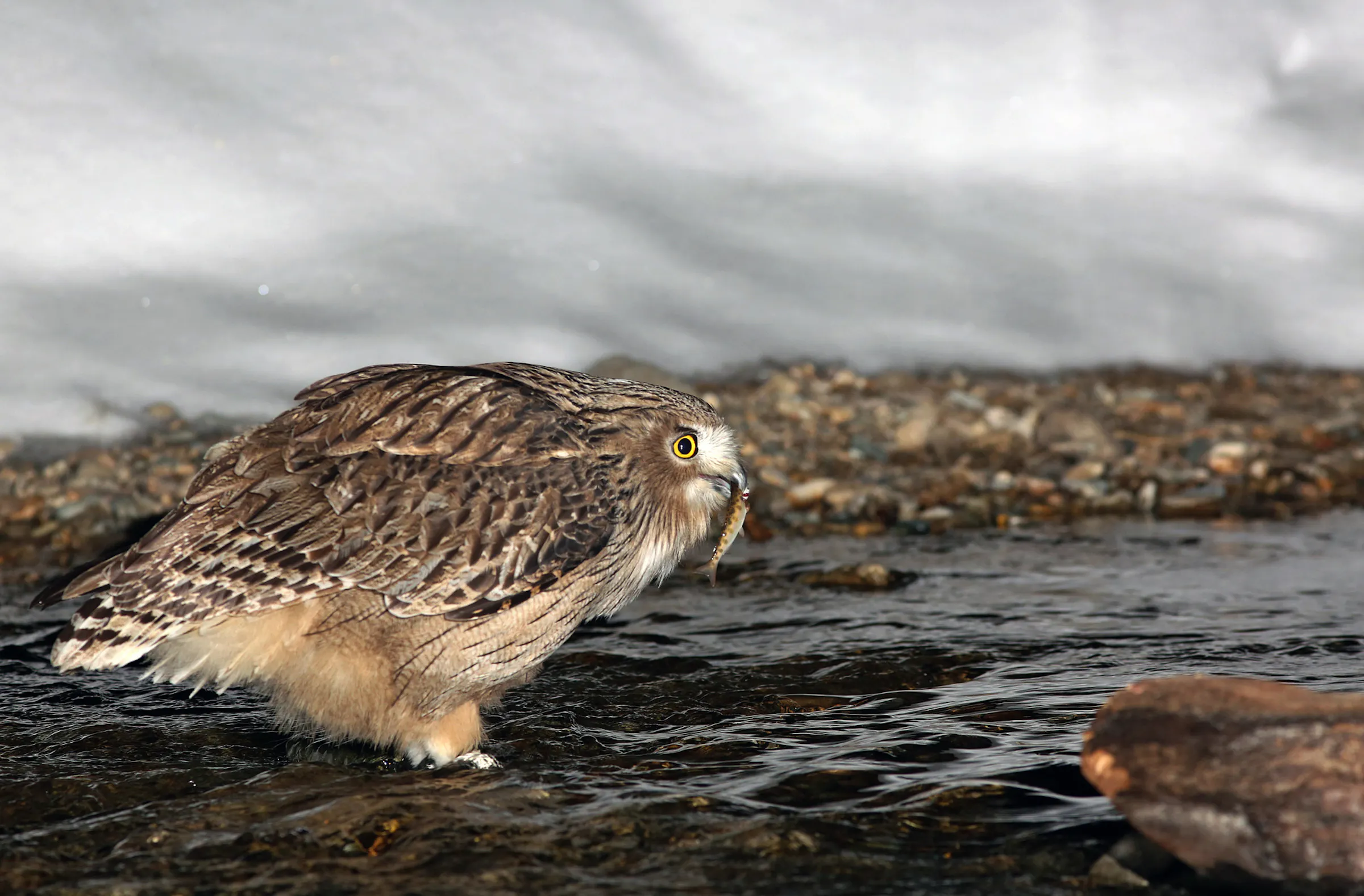 A Minneapolis author's search for rare 'ice owls' is a page turner
