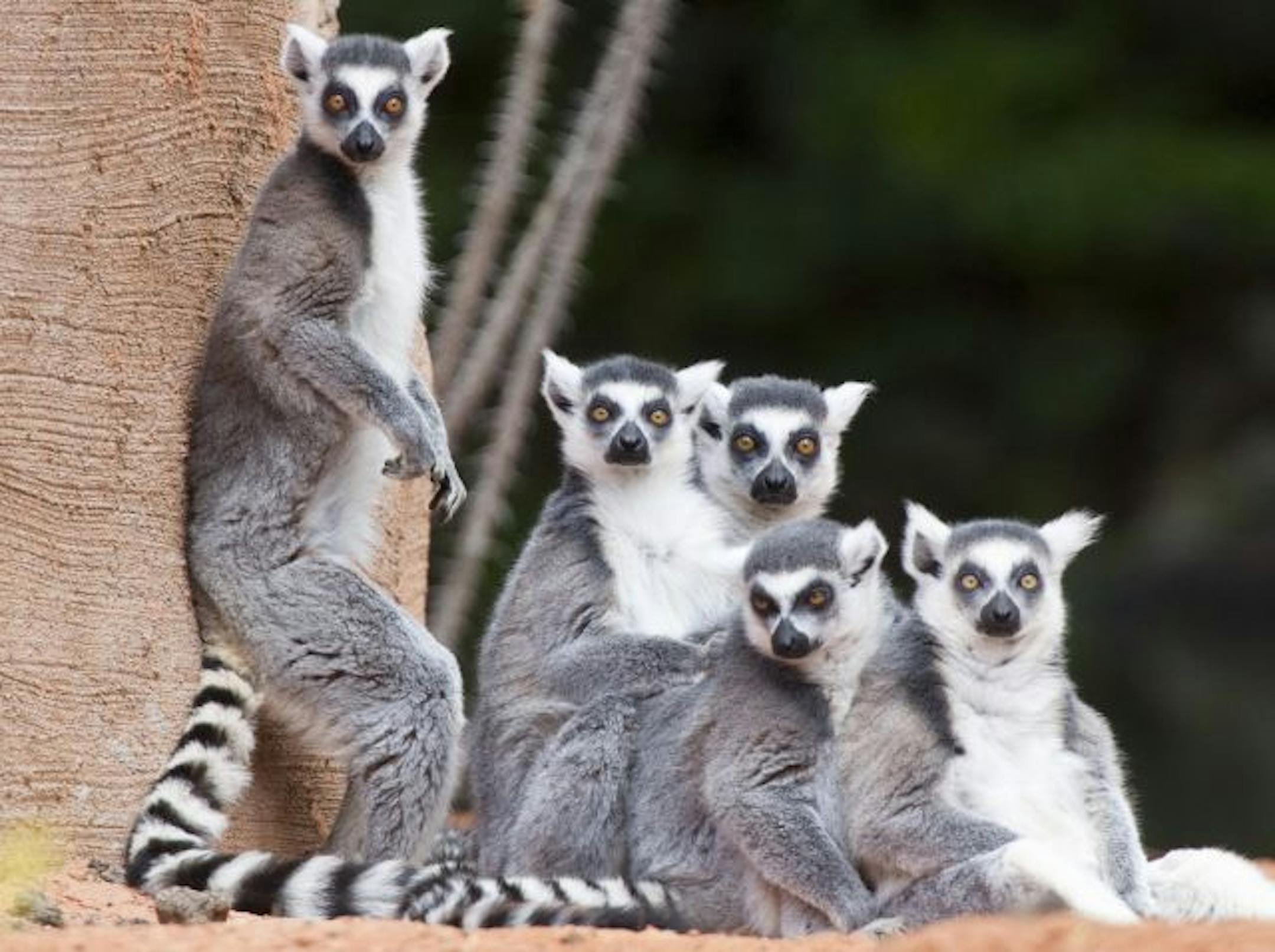 Ring-tailed lemurs huddle next to a man-made baobab tree, at Expedition Madagascar, a new exhibit at the Henry Doorly Zoo in Omaha, Neb., Friday, May 7, 2010.