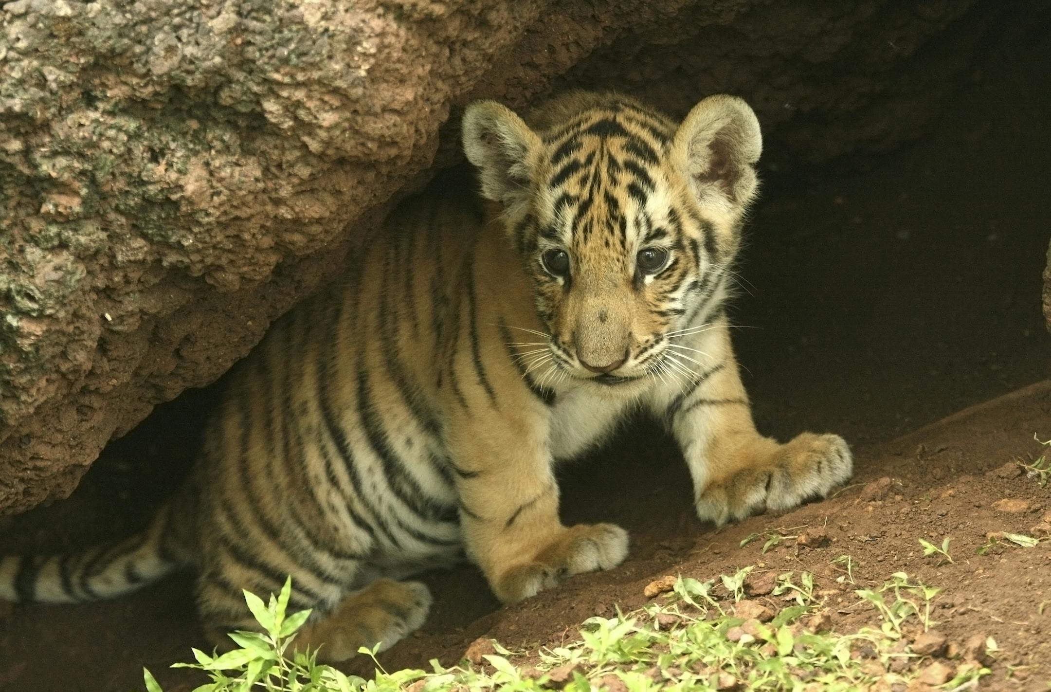 PICTURE SHOWS: Bengal Tiger (Panthera tigris tigris) young cub on "Animal Childhood" episode on "Nature" credit John Downer ORG XMIT: 01407981 Nature Picture Library