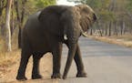 FLIE- In this photo taken on Thursday, Oct. 1, 2015, an elephant crosses the road in Hwange National Park, about 700 kilometers south west of Harare, 