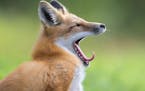 &#x201c;Time for a Nap&#x201d; Benjamin Olson&#x2019;s photo of a yawning fox won in the wildlife category of the Windland Smith Rice International Aw