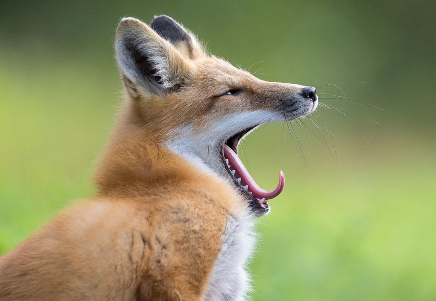 &#x201c;Time for a Nap&#x201d; Benjamin Olson&#x2019;s photo of a yawning fox won in the wildlife category of the Windland Smith Rice International Awards Competition, held by Nature&#x2019;s Best Photography magazine.