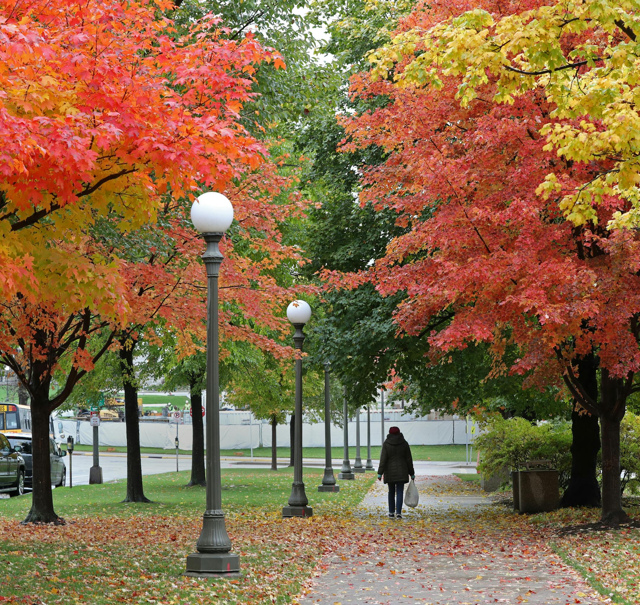 A woman walks through a canopy of beautiful fall leaves toward the Minnesota State Capitol after a morning rain on Wednesday, October 26, 2016. ] SHARI L. GROSS / sgross@startribune.com Minneapolis, Minnesota, Wednesday, October 26, 2016